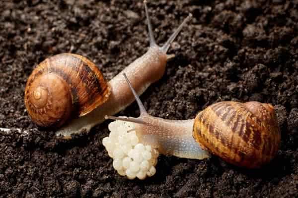 خرید و قیمت خاویار حلزون + فروش عمده